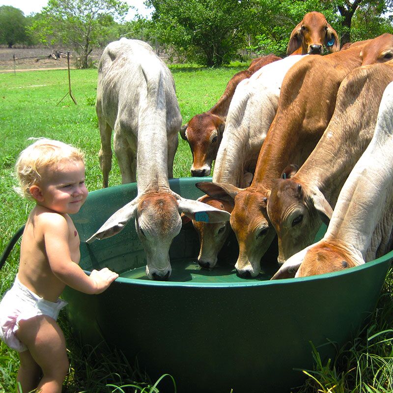 Cattle drinking from tub