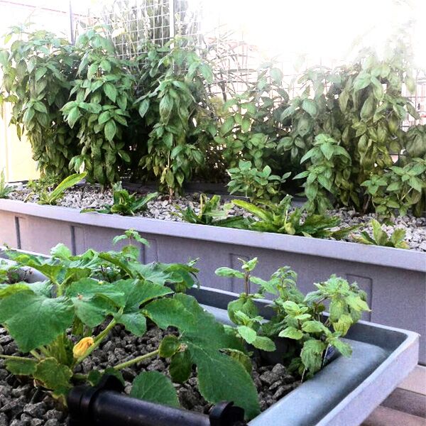 400L Trough - Aquaponics 3